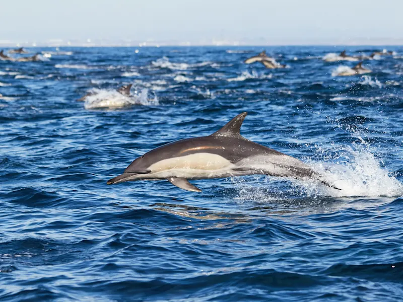 Port Elizabeth, Ostkap, Südafrika Springender Delfin inmitten einer großen Schule von Delfinen im blauen Ozean. Port Elizabeth, Ostkap, Südafrika.