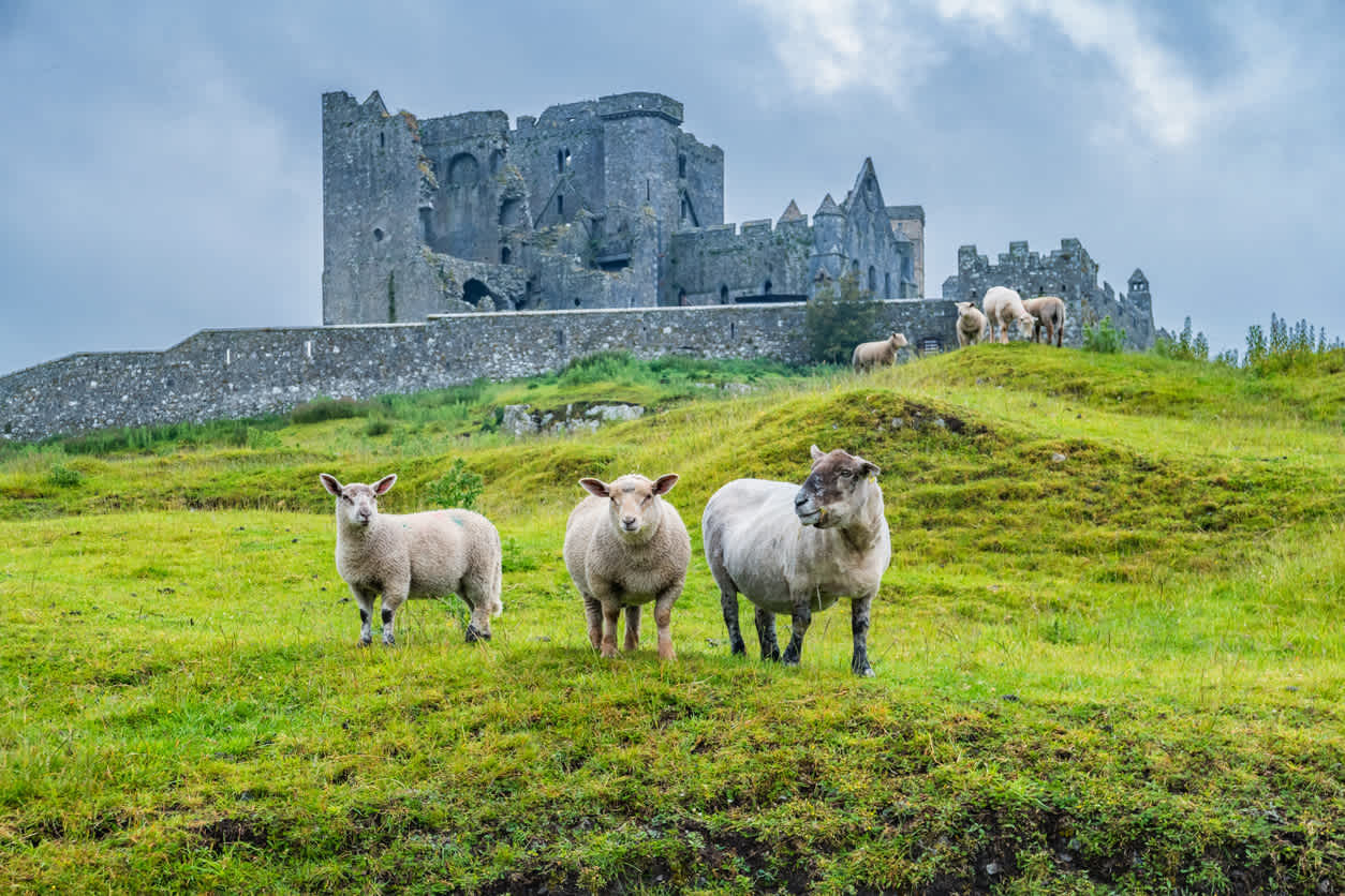 Moutons sur l'herbe avec le Rock of Cashel en arrière-plan, Tipperary en Irlande