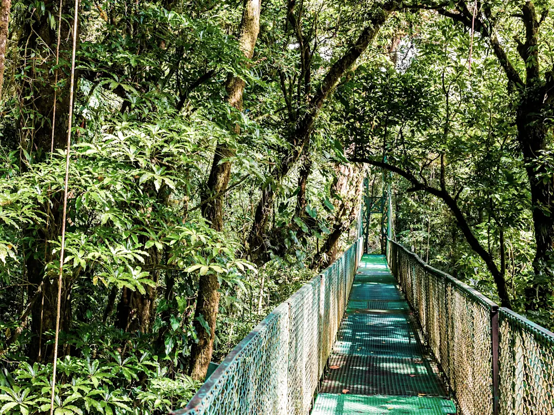 Hängebrücke in einem üppigen tropischen Regenwald. Monteverde, Puntarenas, Costa Rica.
