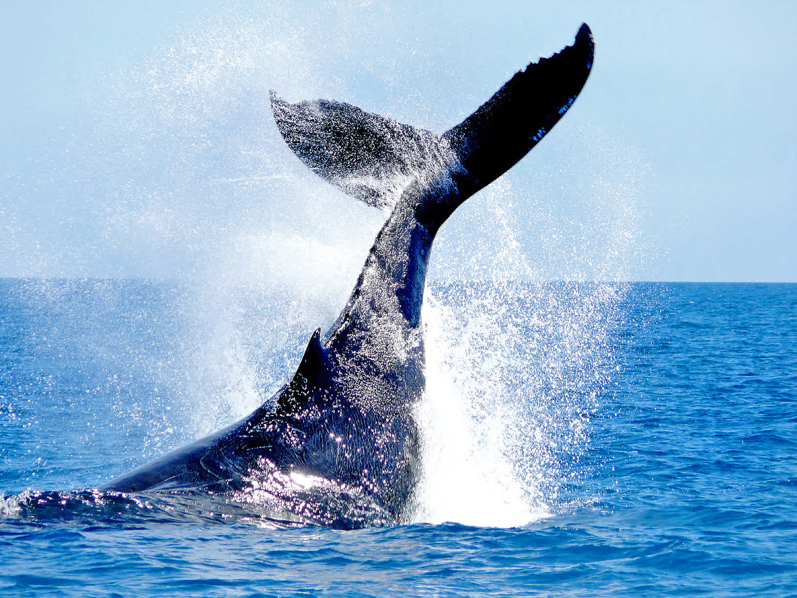 Plan your Fraser Island Tour during the whale watching season and admire one of the biggest animals of the world. 