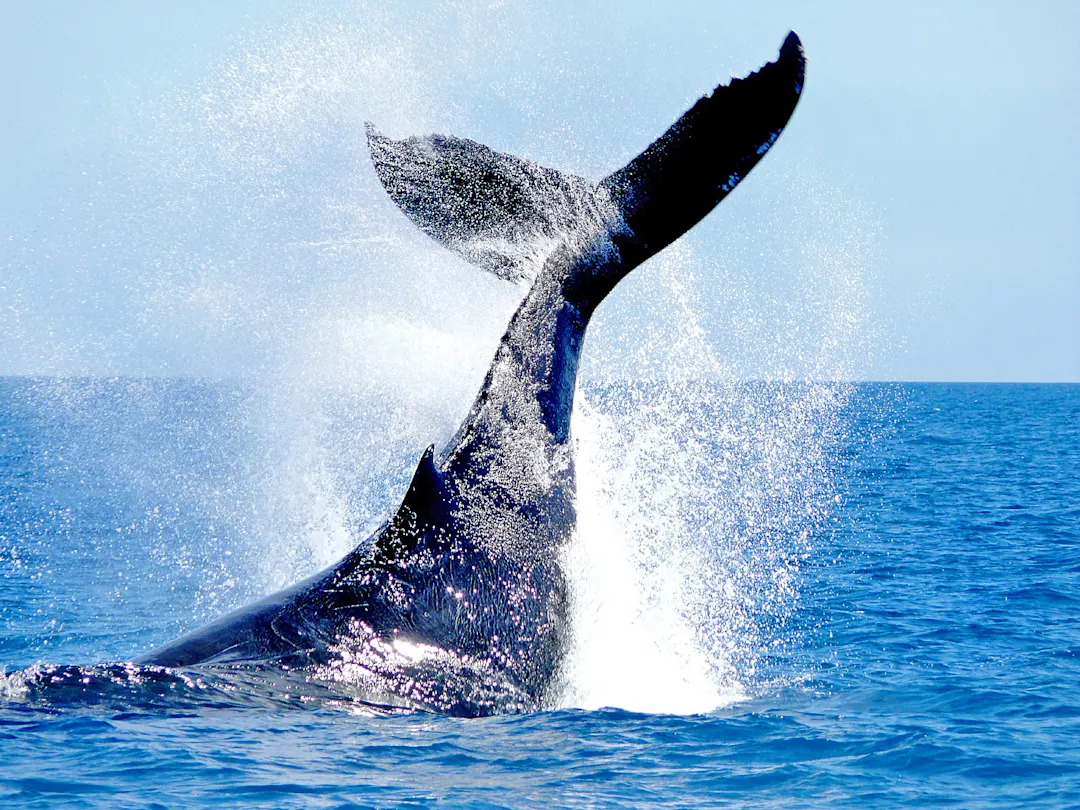 Whale Watching - ein besonderes Erlebnis