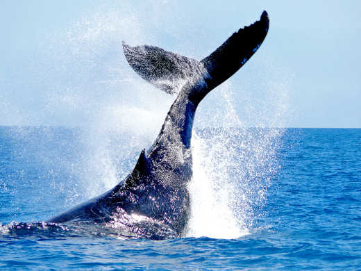 L'observation des baleines, une expérience inoubliable à Husavik en Islande