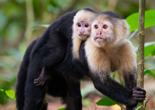 Kapuzineräffchen Mutter und Kind im Nationalpark