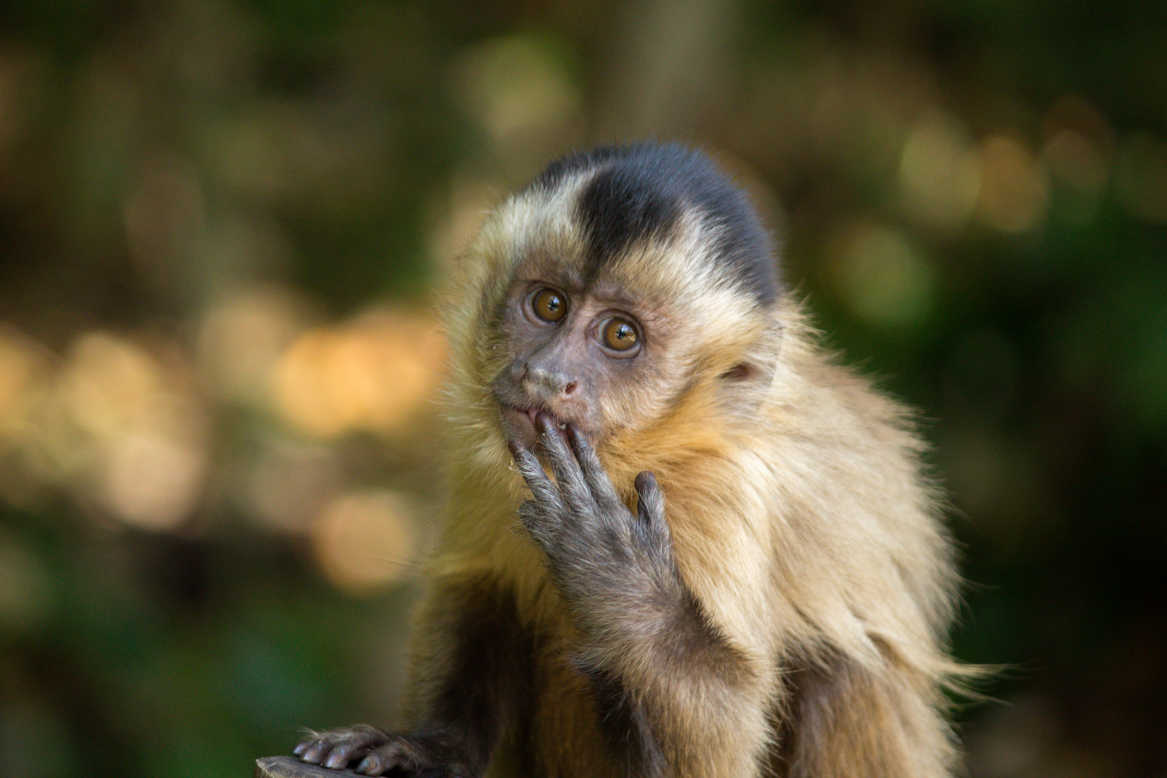 Singe de Manaus, Brésil