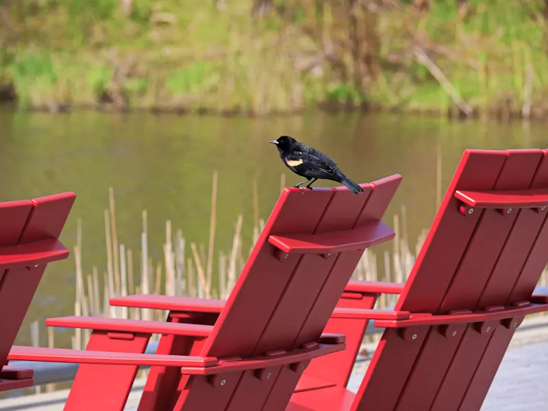 Toronto, Ontario, Kanada Ein schwarzer Vogel sitzt auf einer roten Holzbank an einem ruhigen See. Toronto, Ontario, Kanada.