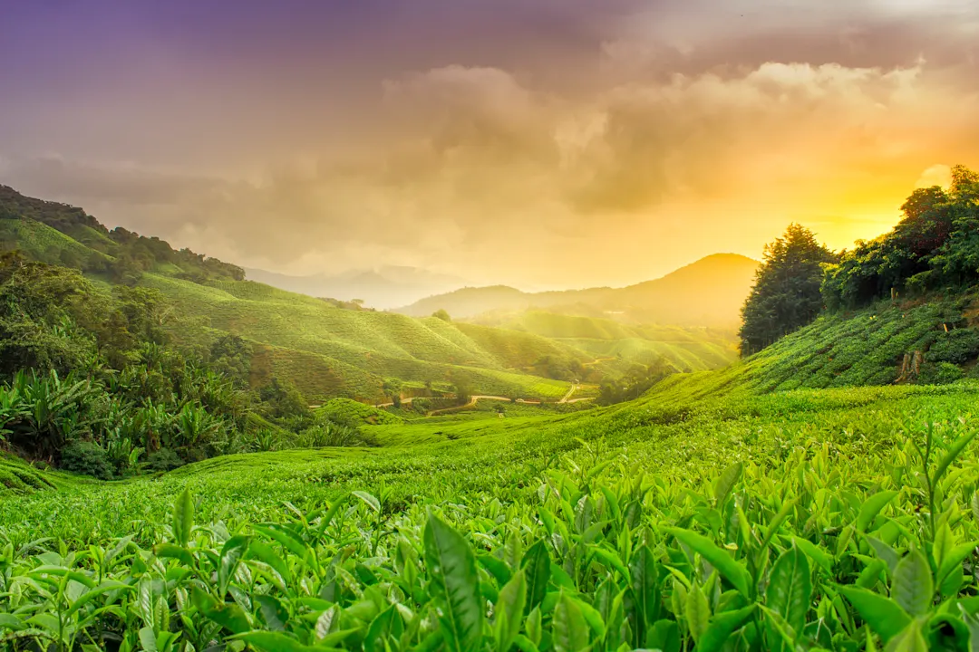 Cameron Highlands, Malaysia, Asien Blick auf das grüne Teefeld in Cameron