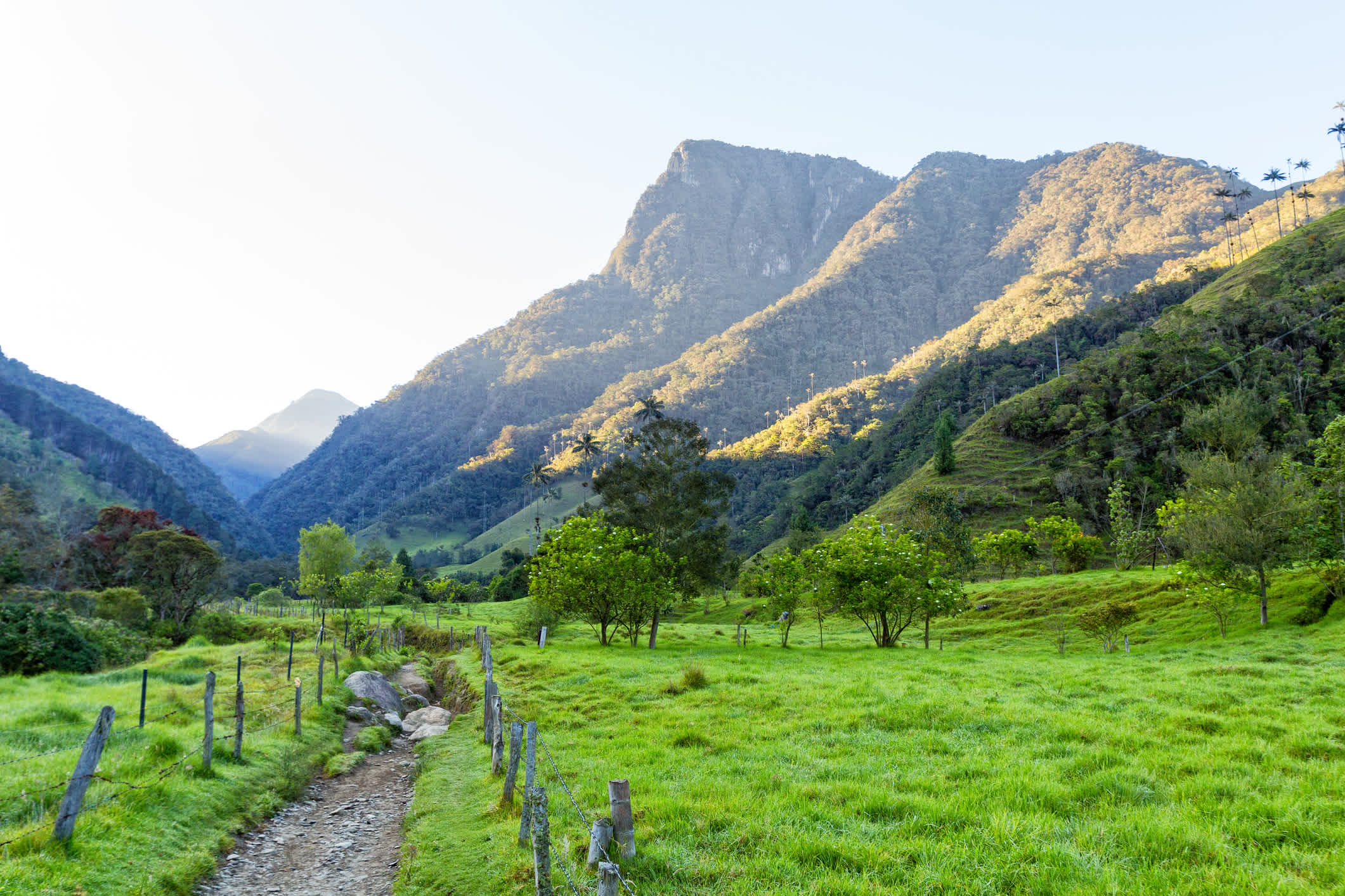 Sentier entouré de végétation qui mènent aux montagnes près de Salento, en Colombie.