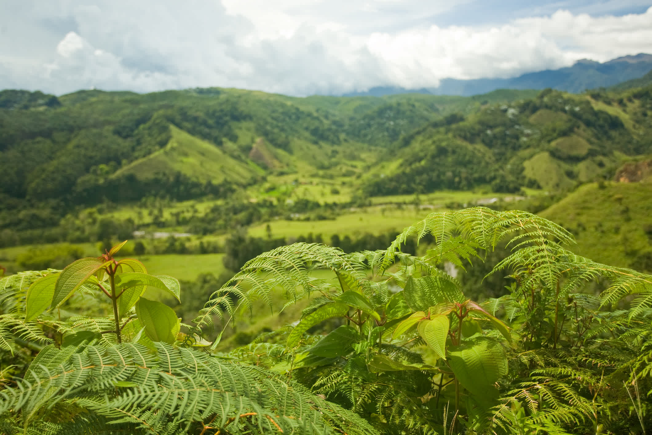 Paysage verdoyant dans la région du café, près de Salento, en Colombie.