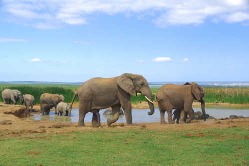 Kudde olifanten in het Addo Elephant National Park tijdens uw Zuid-Afrika autorondreis