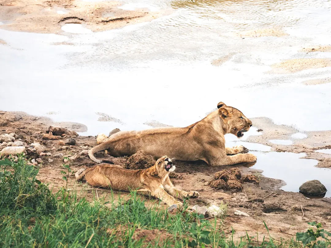 Löwin mit Jungtier entspannt sich am Flussufer. Serengeti, Tansania.

