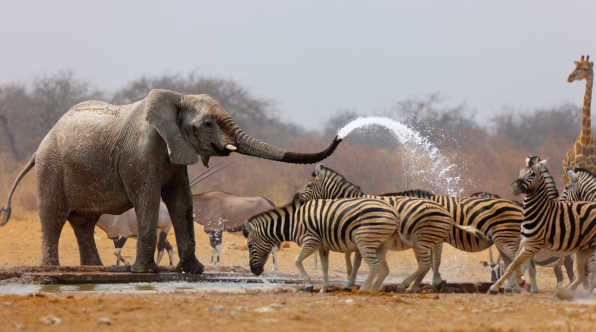 Elefant im Etosha Nationalpark spritzt Wasser auf Zebras