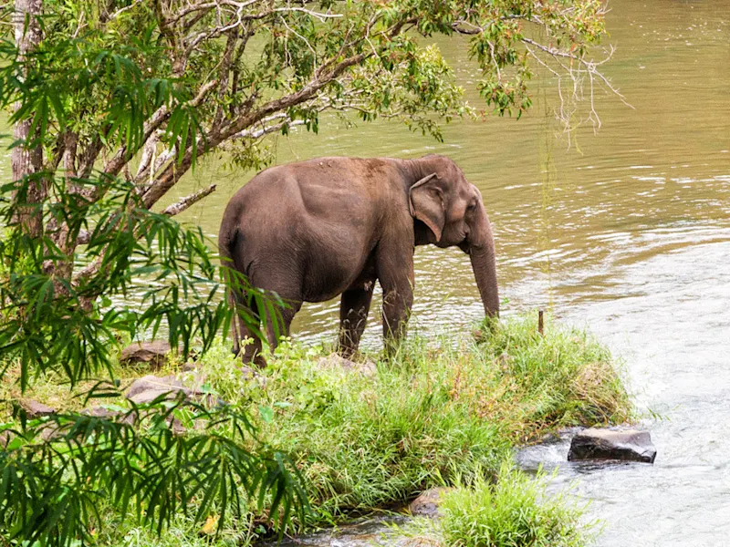 Champasak, Laos Elefant am Flussufer umgeben von tropischer Vegetation, Champasak, Laos.