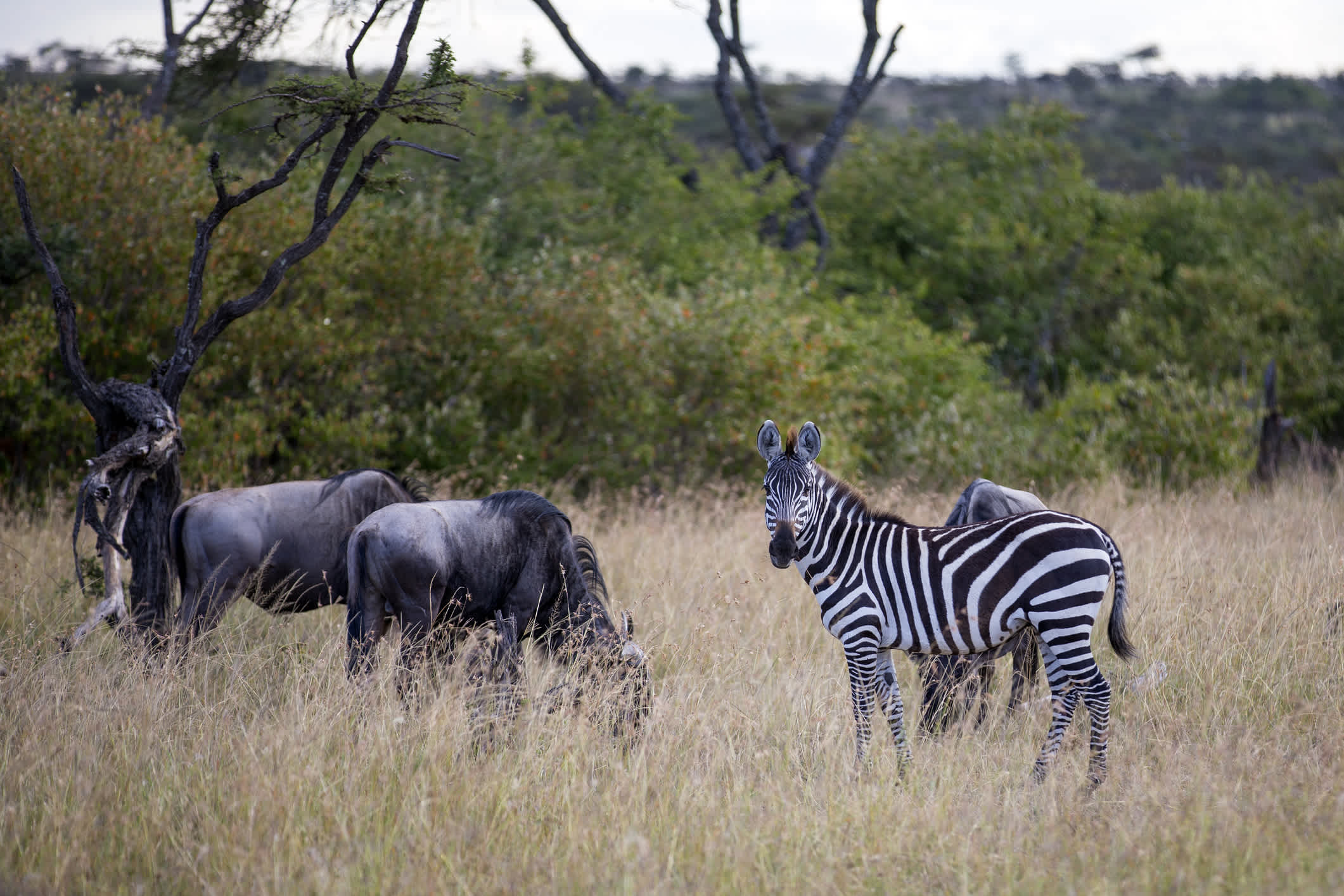 Zebra in einem Grasfeld mit Gnus