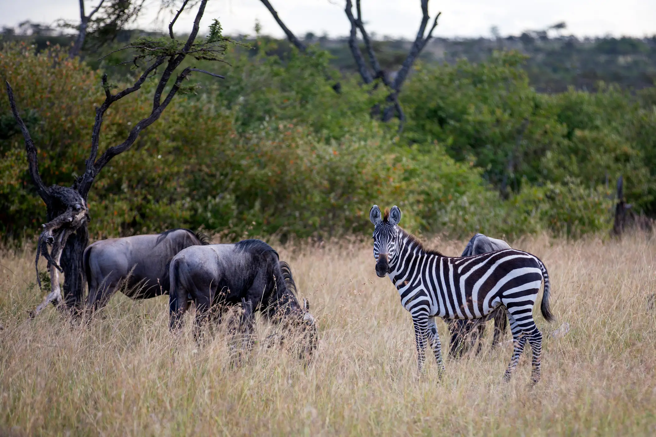 Südafrika, Zebra, Gnus Zebra in einem Grasfeld mit Gnus