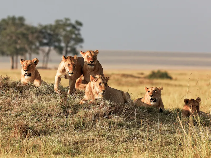 Kenia, Masai Mara, Löwenfamilie Löwenfamilie ruht auf einem Hügel in der Savanne. Masai Mara, Kenia.