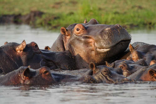 Nilpferde im Kwando River - in Botswana
