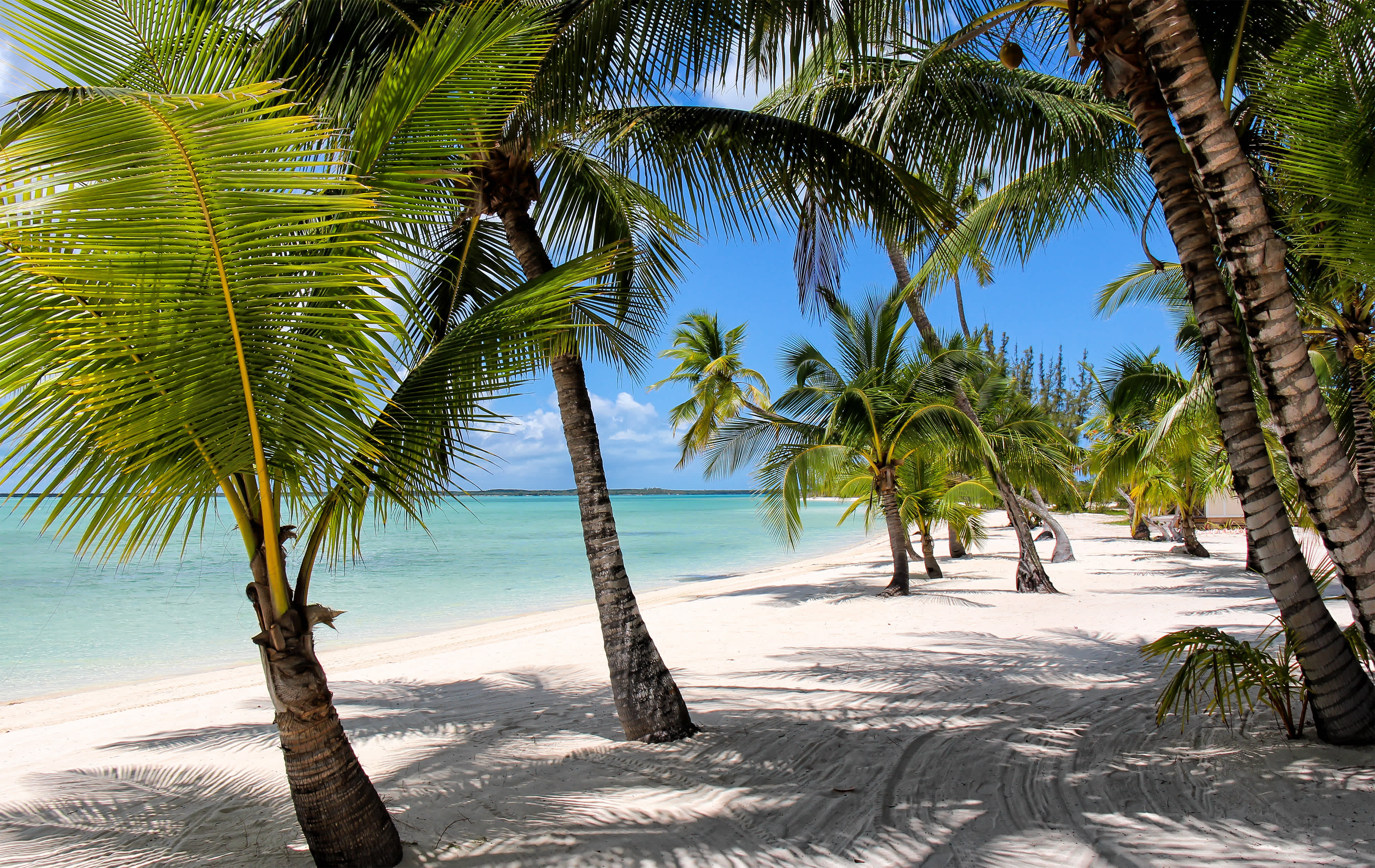 Strand mit Palmen auf den Bahamas 