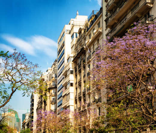View of the Recoleta district during jacarandas blossom at Buenos Aires