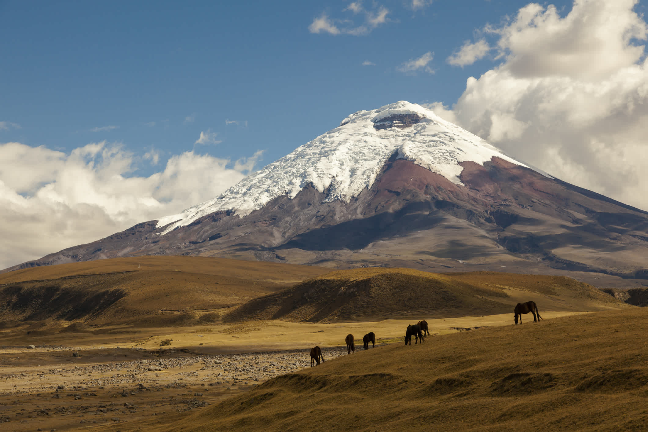 Chevaux sauvages en train de brouter devant le volcan Cotopaxi, à Lasso en Équateur.