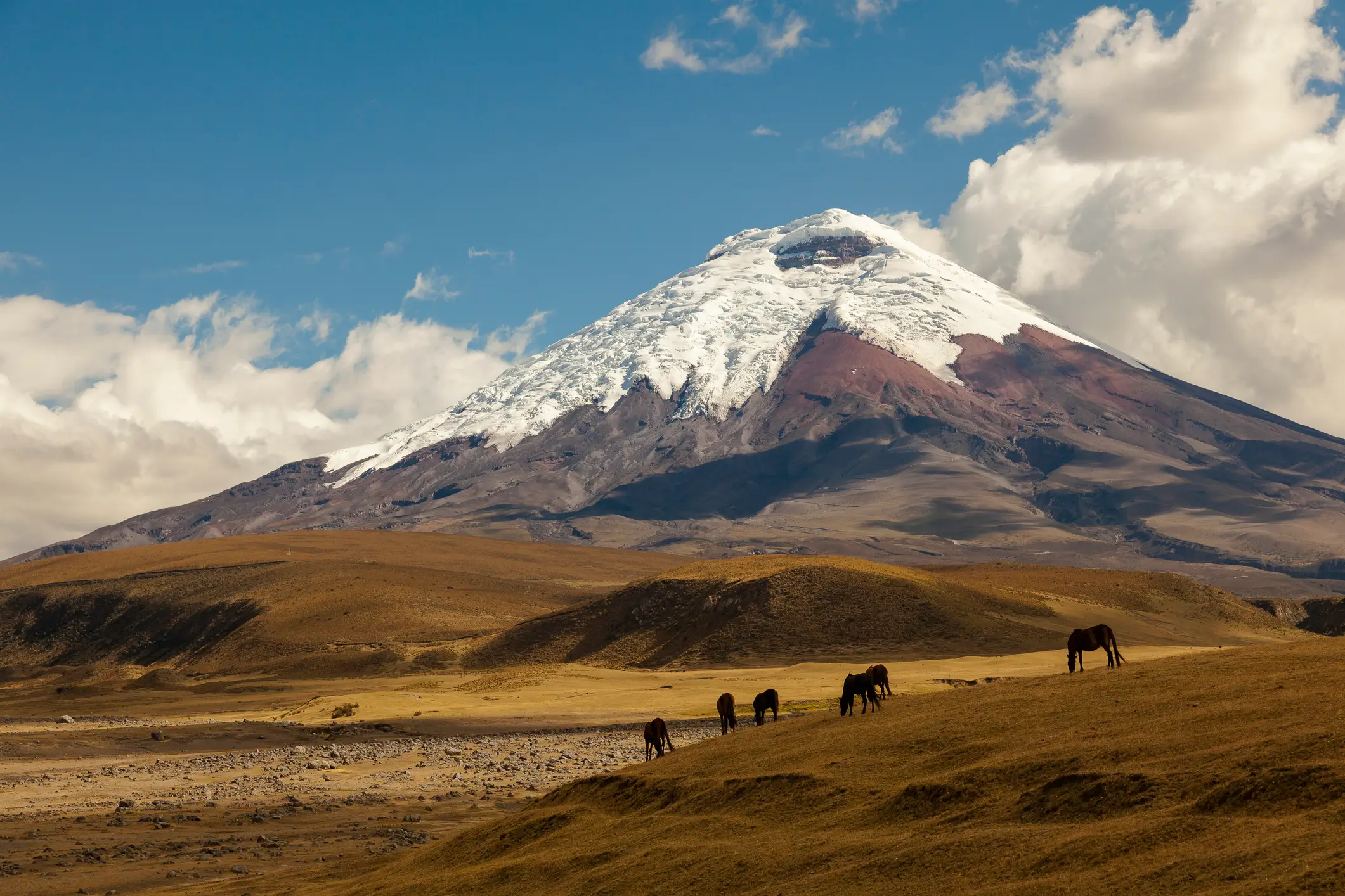 Vulkan Cotopaxi, Lasso, Ecuador Vulkan Cotopaxi und die wilde Pferde
