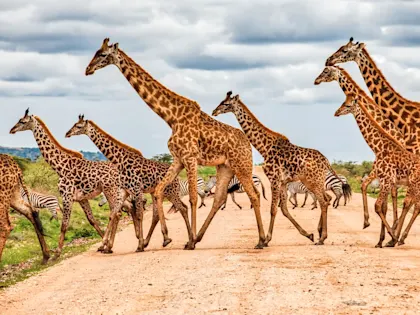 1 semaine au Kenya - Image 2