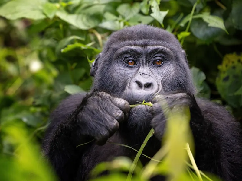 Bwindi Impenetrable Forest, Westen, Uganda Berggorilla frisst Bambus in dichtem Regenwald. Bwindi Impenetrable Forest, Westen, Uganda.