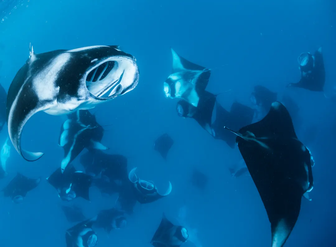 Malediven, Baa-Atoll, Hanifaru Rochen im Meer