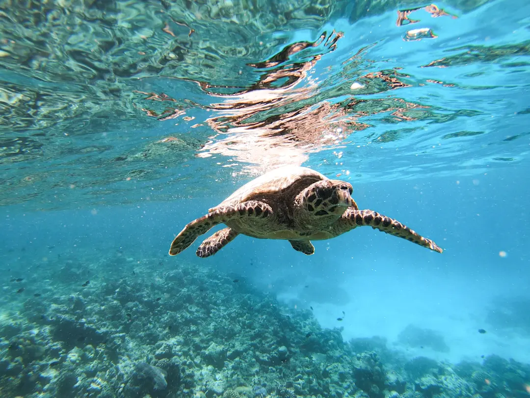 Schildkröte, die an der Wasseroberfläche im Ozean schwimmt, Malediven
