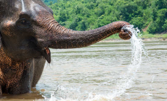 ein Elefant beim Baden in einem Fluss in Laos