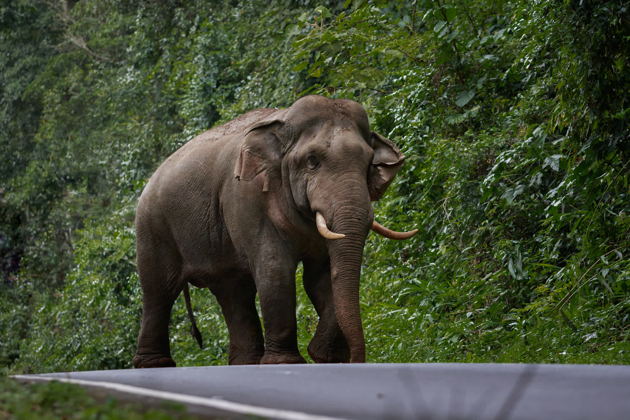 Un éléphant sur la route de montagne du parc national de Khao Yai en Thaïlande.