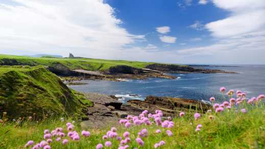 Europe, Ireland, Sligo coast with grassy hills, purple flowers, and blue skies.