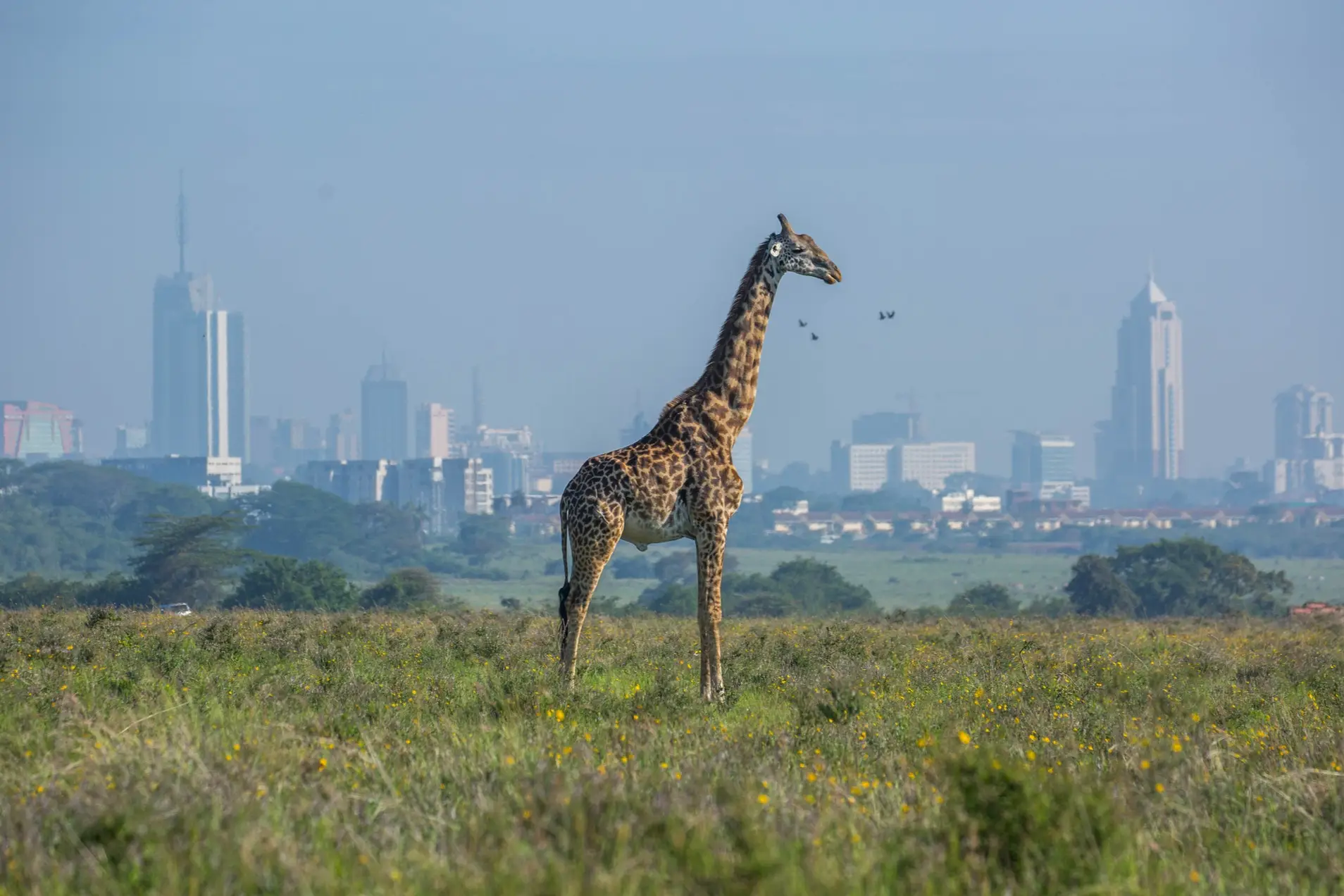 Kenya, Nairobi Kenya, Nairobi