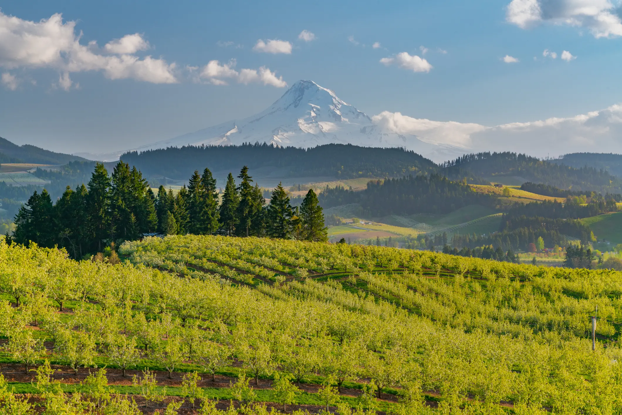 Grüne Obstplantagen mit schneebedecktem Berg und Hügeln im Hintergrund unter blauem Himmel, Hood River, Oregon, USA. 