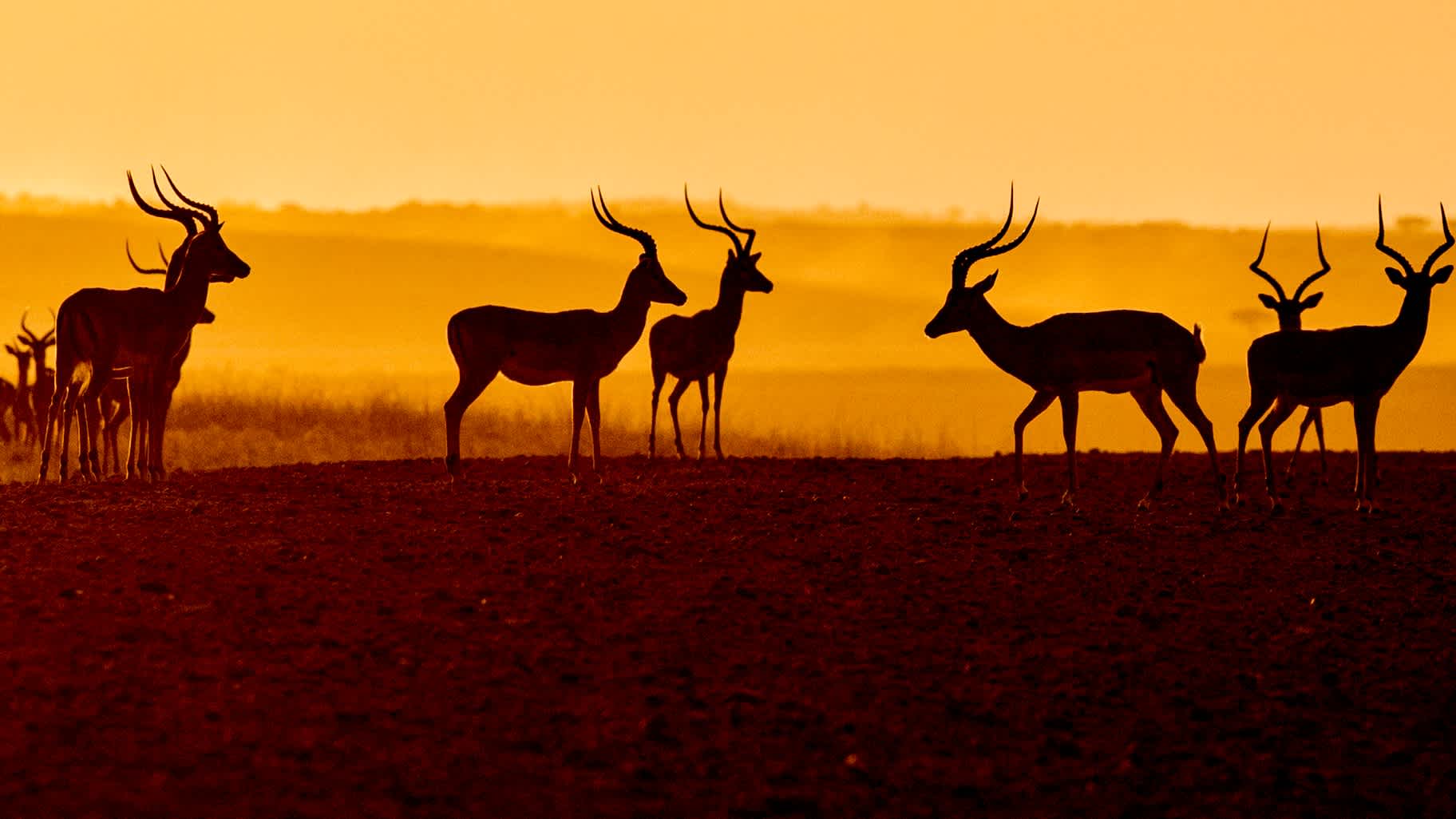 Impalas im Sonnenuntergang in der Masai Mara Kenia