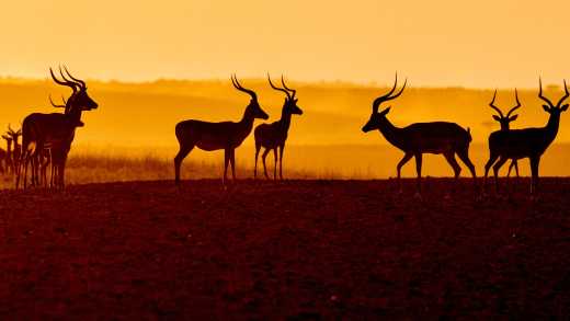 Impalas im Sonnenuntergang in der Masai Mara Kenia