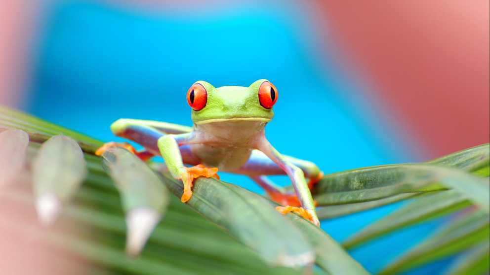 Prise en photo d'une des plus emblématiques grenouilles du Costa Rica, reconnaissable par sa couleur verte et ses yeux rouges. Une espèce que vous pourrez peut-être apercevoir pendant votre voyage au Costa Rica.