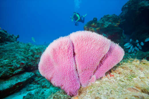 Plongeur et récif corallien