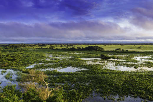 Découvrez le Pantanal pendant votre circuit au Brésil, une région naturelle qui englobe la plus grande zone humide tropicale du monde.
