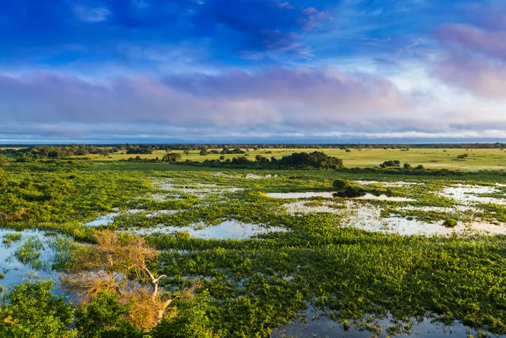 Pantana in Brazil