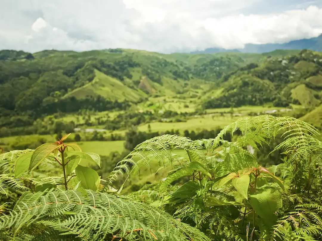 Grüne Hügel mit Farnen und Bergen im Hintergrund. Santander, Kolumbien.