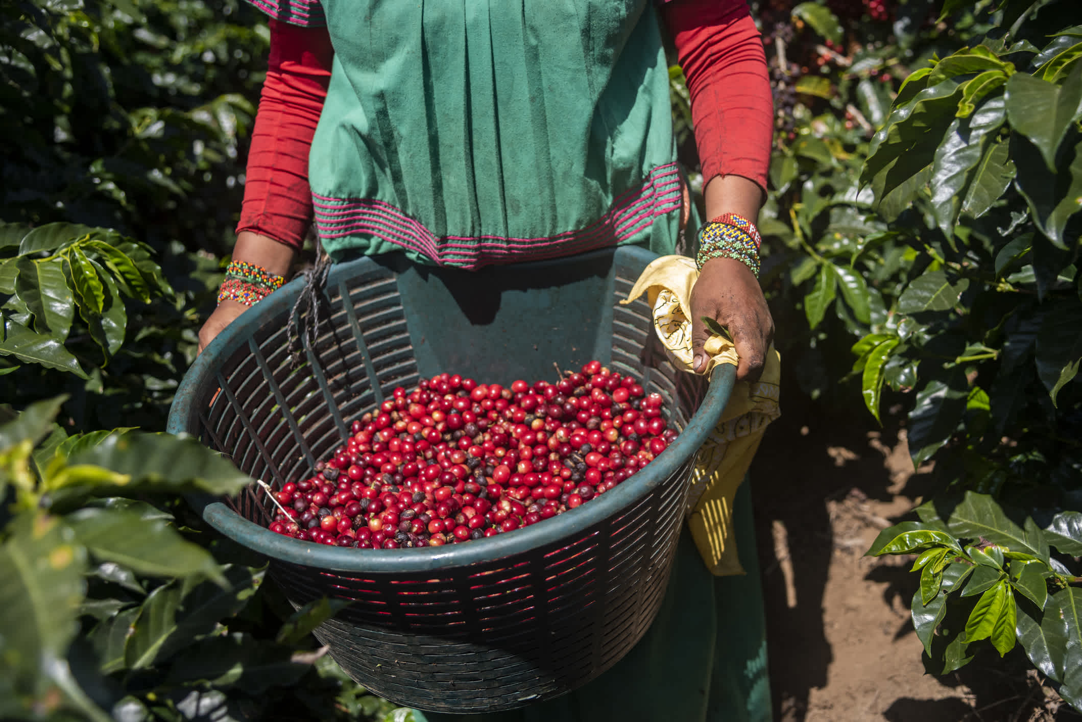 Indigene costaricanische Frauen in traditioneller Kleidung bei der Kaffeeernte in ihrem Korb. 