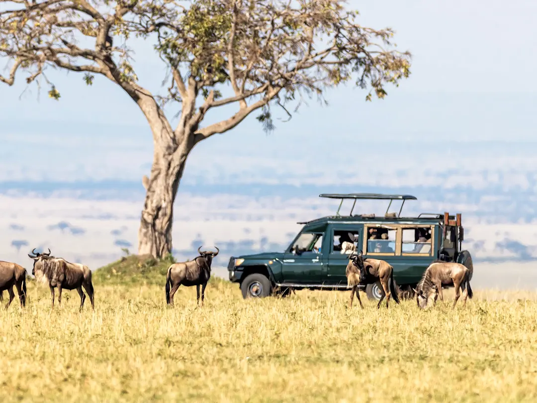 Gnus grasen in der Savanne vor einem Safari-Fahrzeug unter einem Baum. Masai Mara, Kenia.