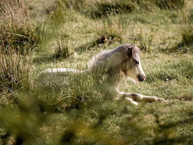 Wilder Pony auf einer Wiese im Naturgebiet von Swansea. Swansea, Wales, Vereinigtes Königreich.
