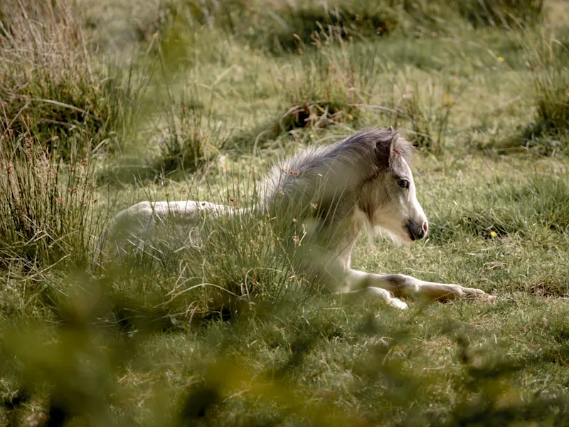 Wilder Pony auf einer Wiese im Naturgebiet von Swansea. Swansea, Wales, Vereinigtes Königreich.