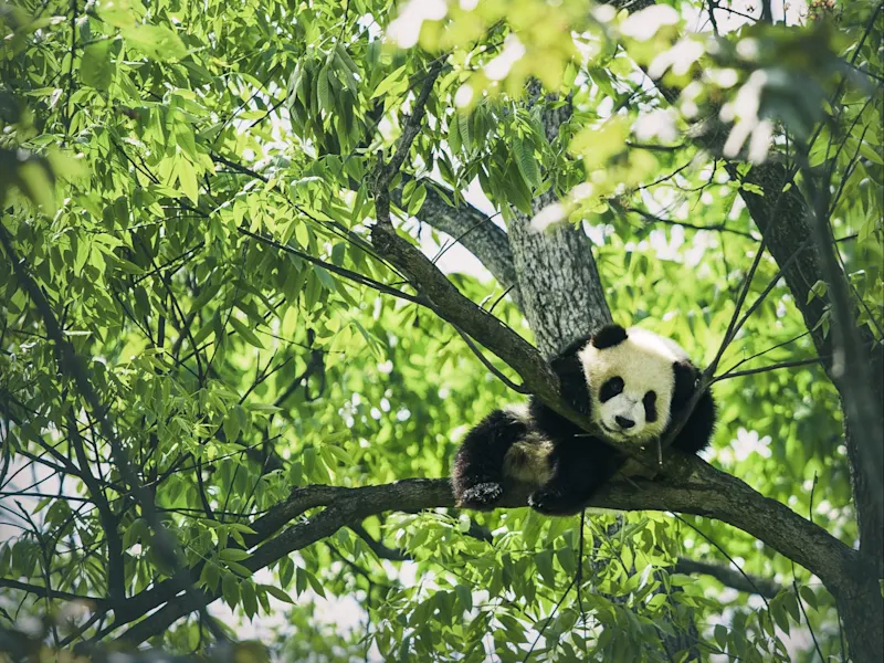 Chengdu, Sichuan, China Junger Panda liegt entspannt auf einem Baum im dichten grünen Blätterdach. Chengdu, Sichuan, China.