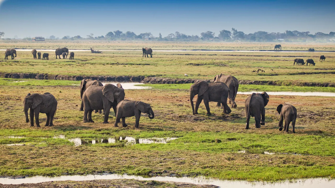Botswana, Chobe Afrikanische Elefantenherde auf einer grünen Ebene mit Wasserstellen. Chobe Nationalpark, Botswana.