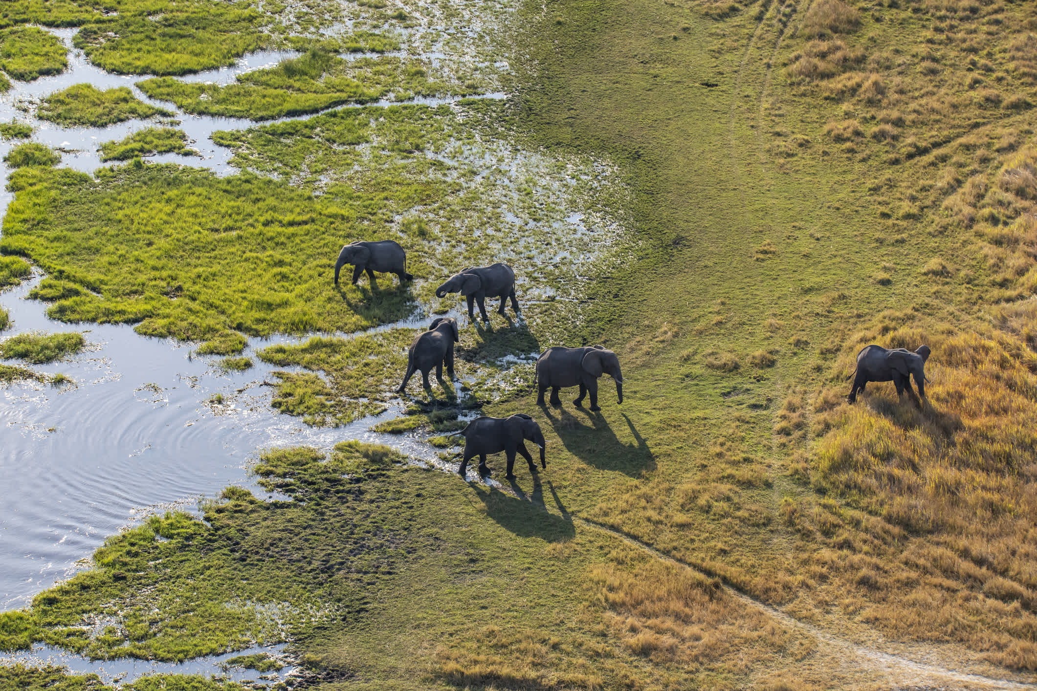 Luftaufnahme des Elefanten, Okavango Delta, Botswana, Afrika