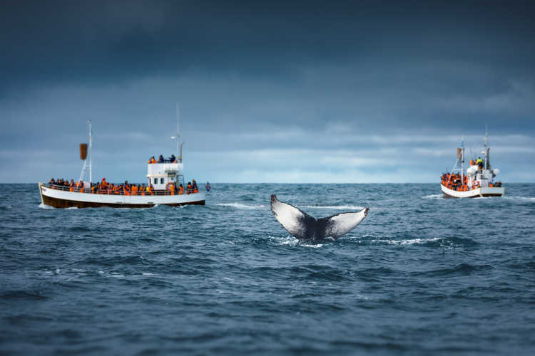 Walbeobachtung in Island