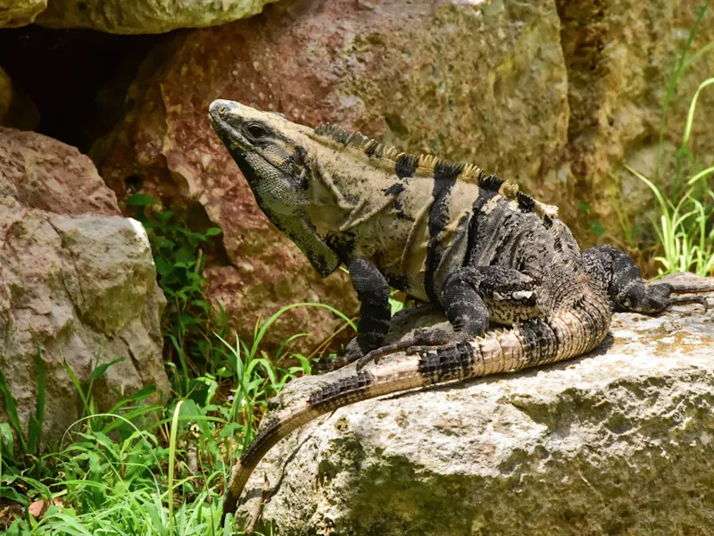 Uxmal, Yucatán, Eidechse, Mexiko Eine schwarz-gelb gestreifte Eidechse, die auf einem Felsen in der Natur ruht. Uxmal, Yucatán, Mexiko.