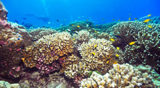 Korallenriffe der Welt